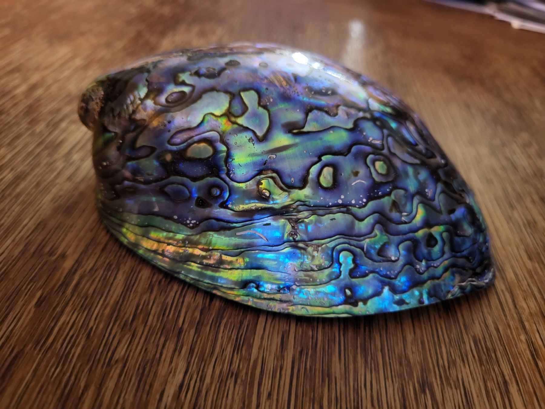 Tutte le decorazioni: Opal Muschel Australien 15 x 10 cm – Nuovo (secondo la descrizione) da Turbenthal venduto da kai_6277 2