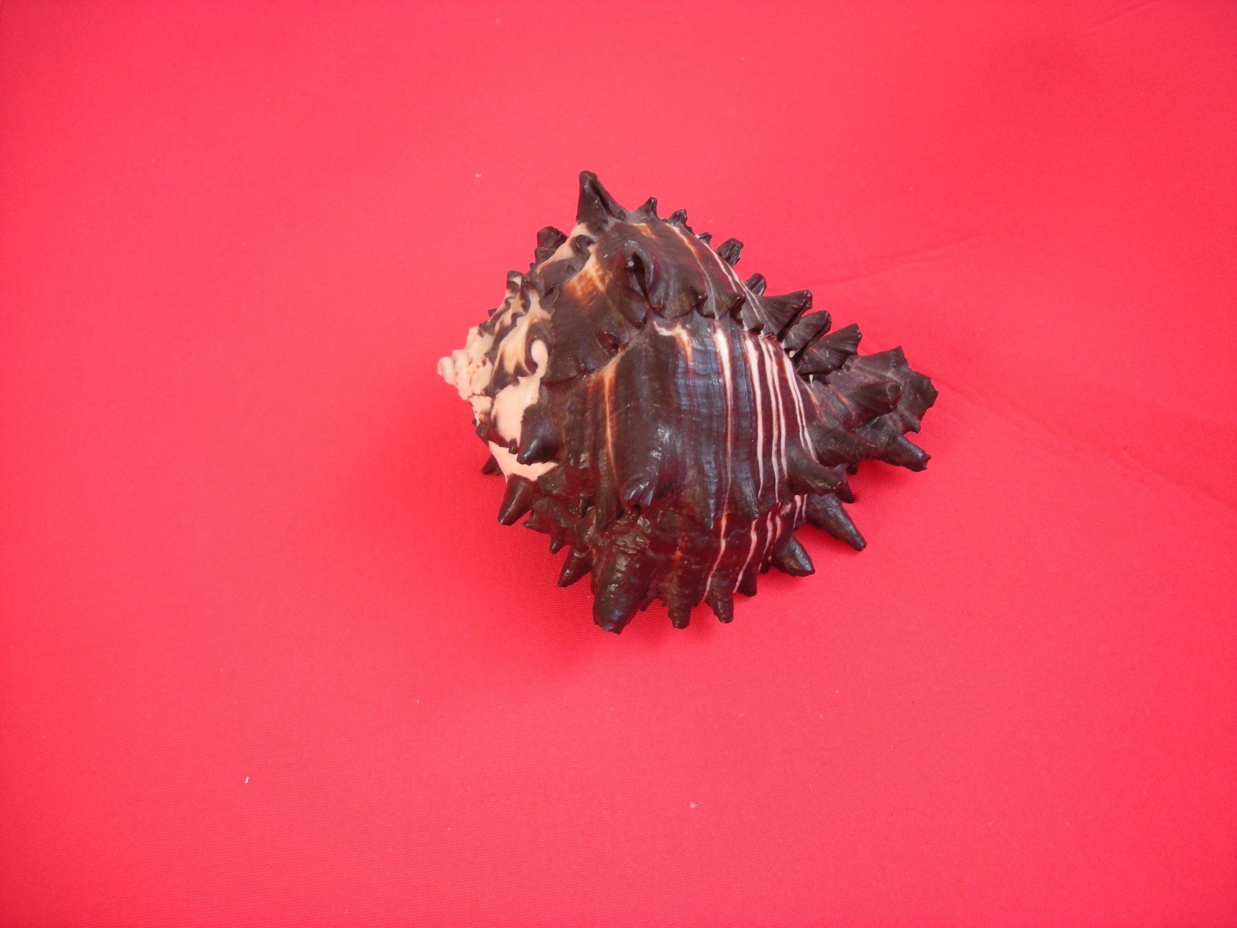 Fossili: Wunderschöne seltene Muschel mit Stachel 11 cm – Usato da Spreitenbach venduto da Sniper8952 2