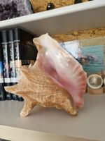  COQUILLAGE de CUBA grand
