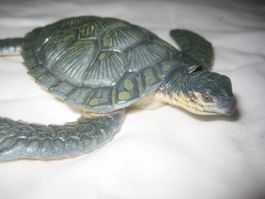 SCHILDKRÖTE  MEERES  TIER