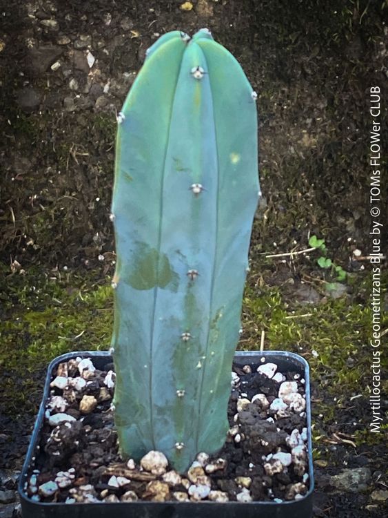 kirschlorbeer novita giftig Kirschlorbeer als Spalierbaum 'Novita' main image 0