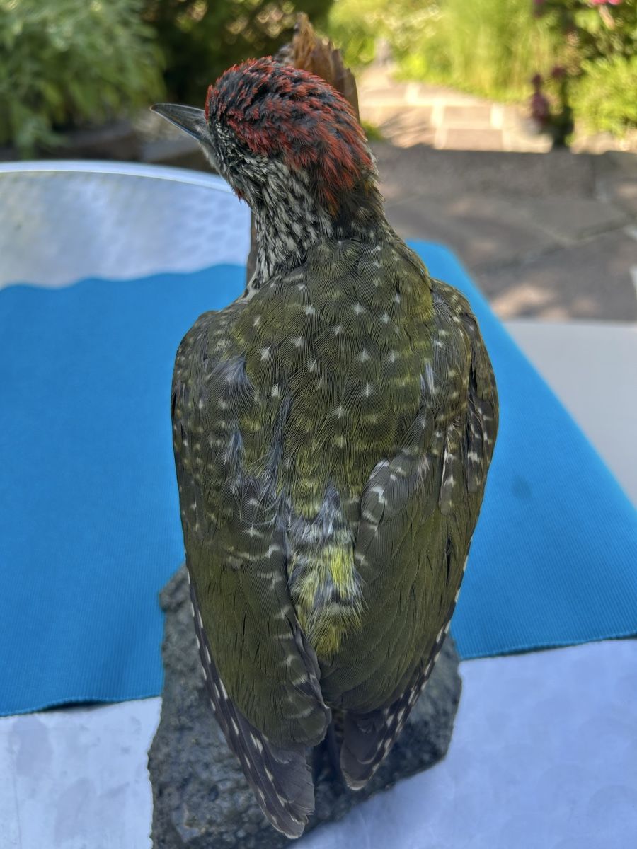 Il mondo degli animali: Grünspecht Präparat – Usato da Langnau am Albis venduto da Nechi 2