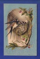 OISEAU - Hirondelle et nid
