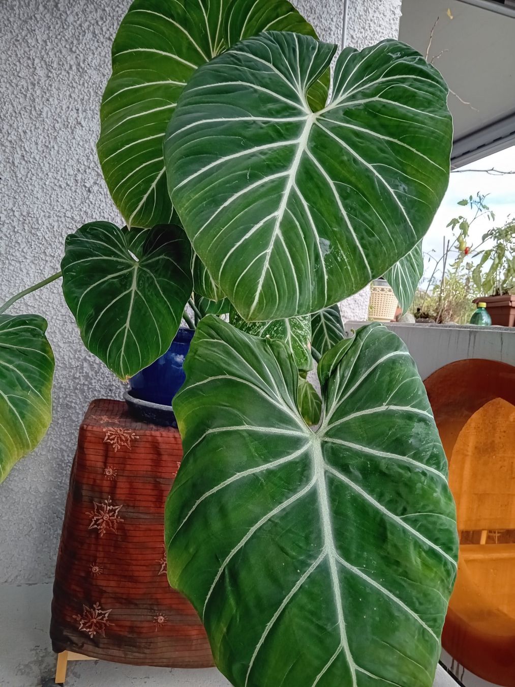 Pflanzen & Samen: Fantastischer grosser Philodendron Gloriosum – Neu (gemäss Beschreibung) aus Zürich von Gillheri 2