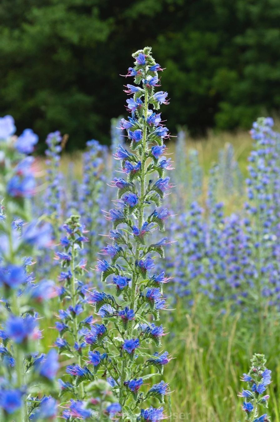 Piante & sementi: 100 Samen Blauer Natternkopf Wildblume – Nuovo (secondo la descrizione) da Ehrendingen venduto da VerveinaSamen 9