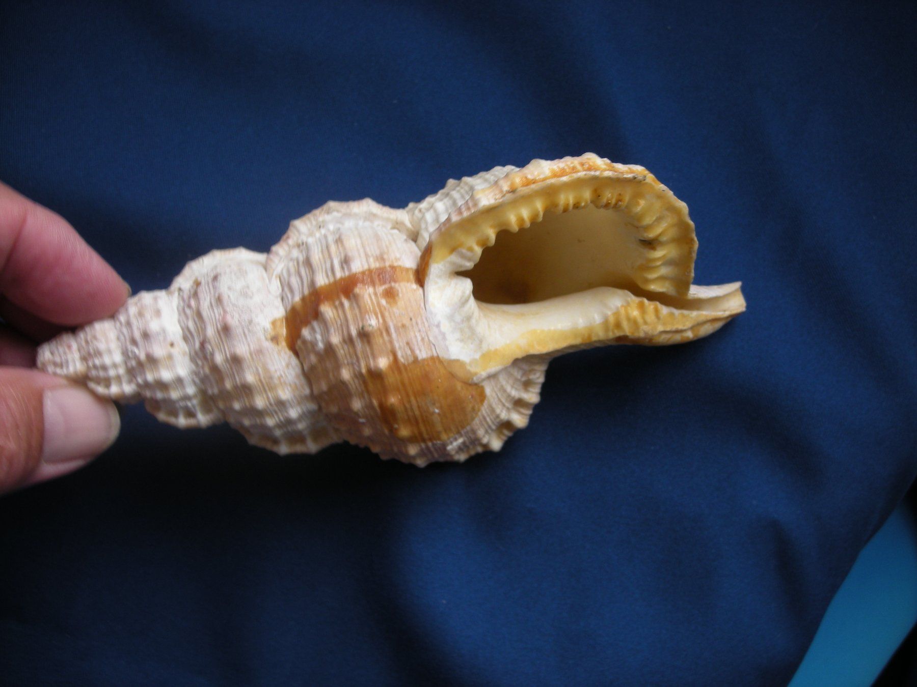 Fossilien: Wunderschöne Muschel Philippinen 16 cm – Gebraucht aus Spreitenbach von Sniper8952 3