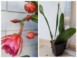 Epiphyllum Blattkaktus Epicactus Ableger (2A)