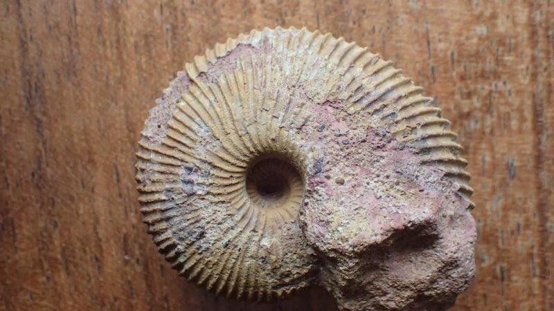 Fossili: schöner Ammonit aus Anwil  BL – Usato da Rickenbach BL venduto da Oktober68 2