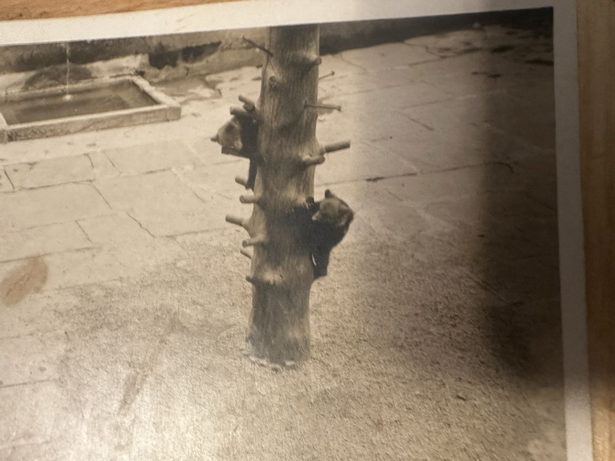 Cartoline postali: AK von Bern, Bärengraben – Usato da Frauenfeld venduto da aluma14 1