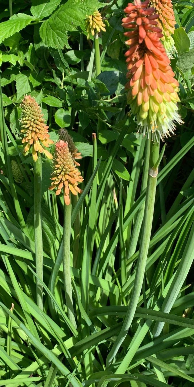 Piante & sementi: 1 Fackellilie winterhart hitzebeständig Gartenpflanze – Nuovo (secondo la descrizione) da Auenstein venduto da mar_8mxd 3