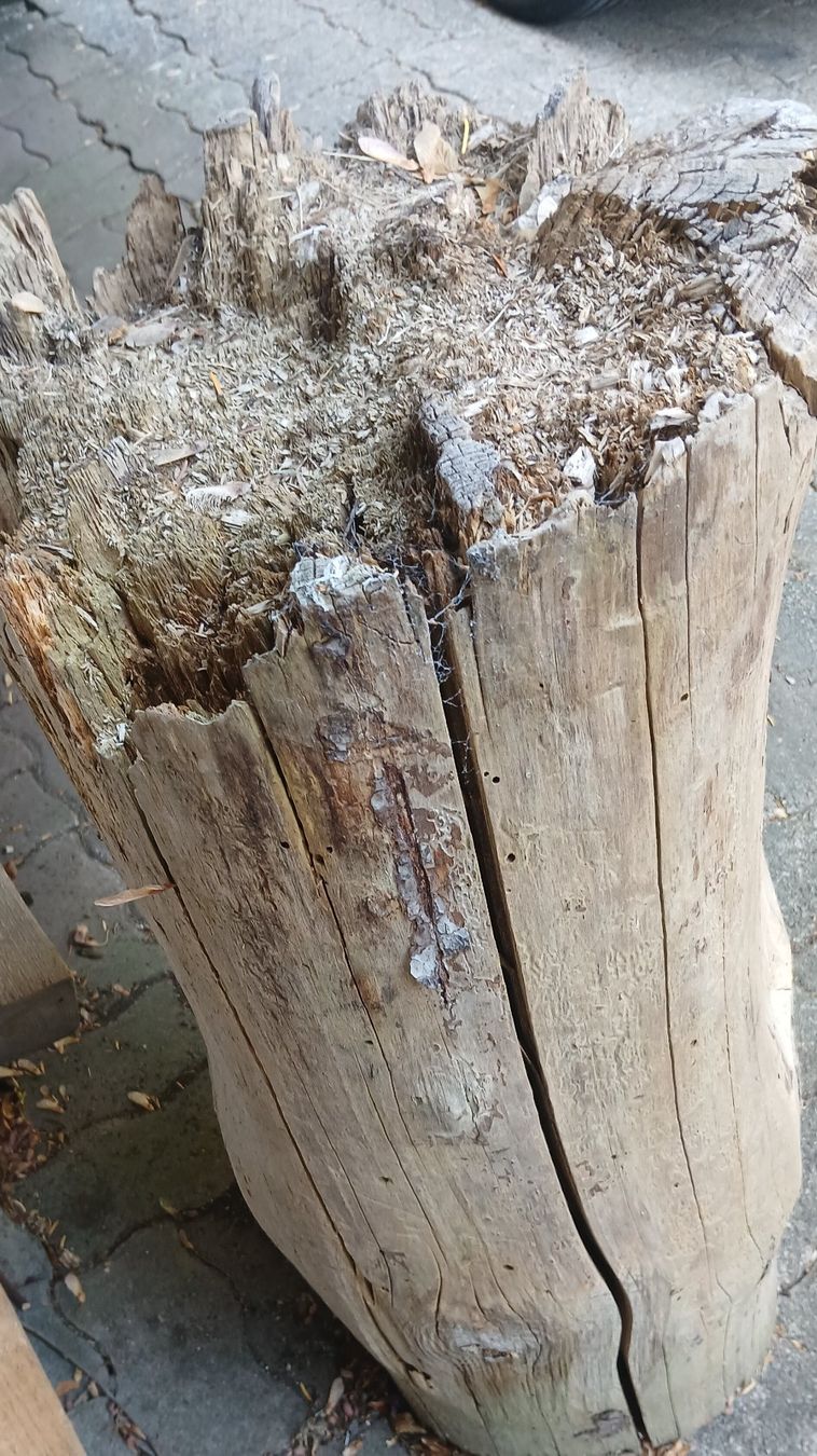 Holzartikel: Spaltstock Holzstamm – Gebraucht aus Sissach von mar_xc7r 1