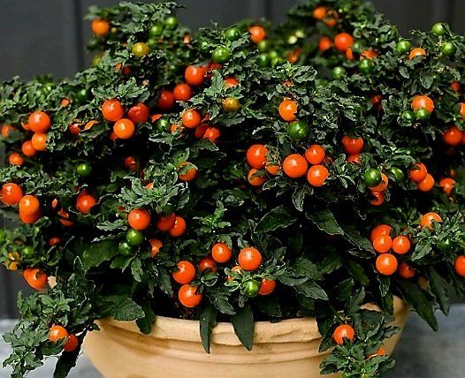 Piante & sementi: Ab 15 Samen Kirsche von Jerusalem SOLANUM PSEUDOCAPISCU – Nuovo e nell'imballaggio originale da Rovio venduto da POSITIFFARTandPLANTS 3