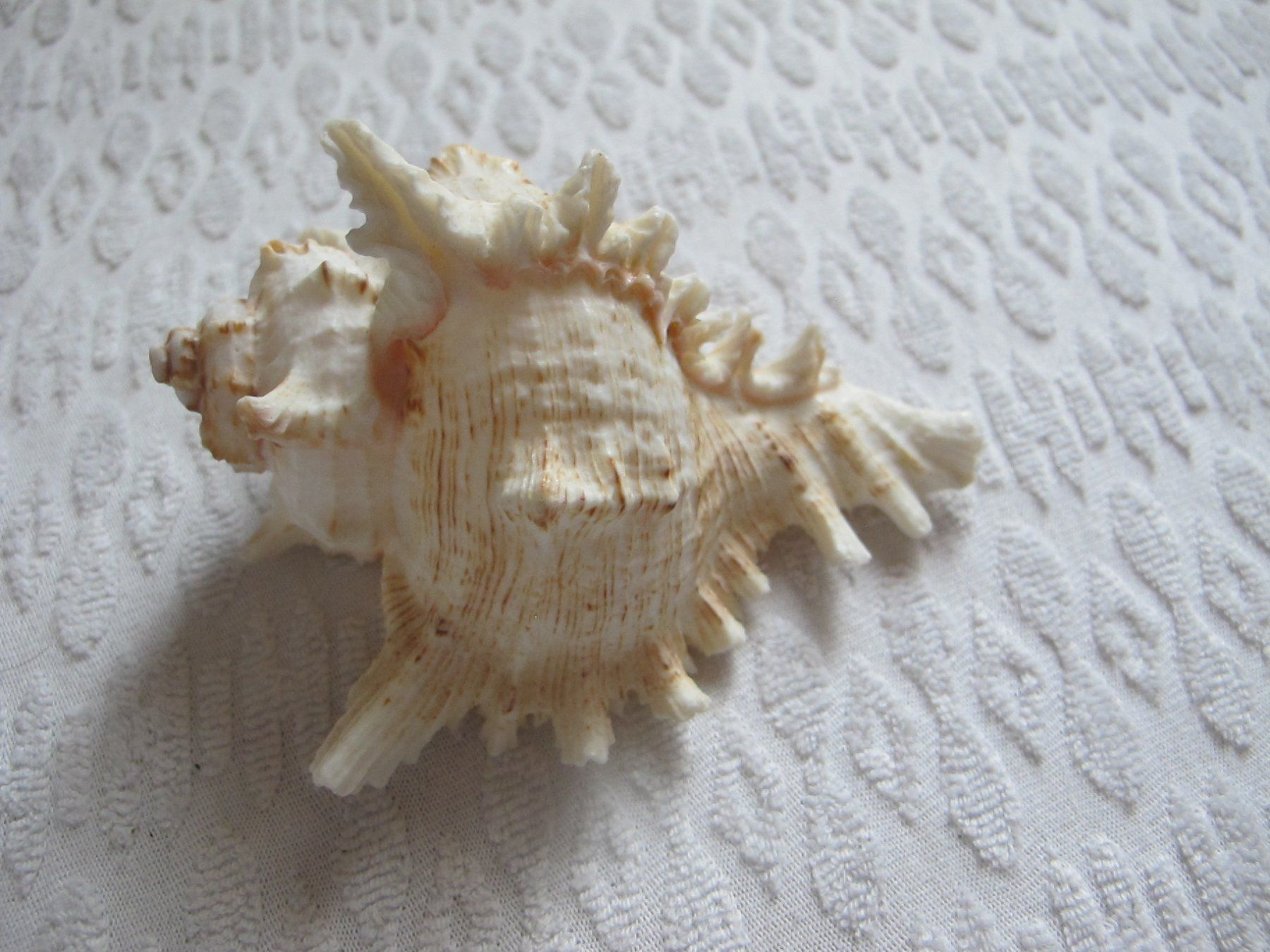 Fossili: Grosse schöne Muschel/Schnecke – Usato da Löhningen venduto da Chimae67 5