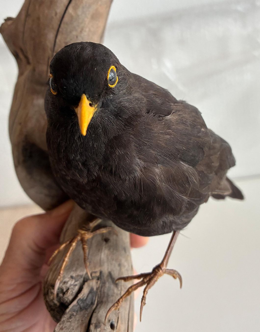 Il mondo degli animali: Liebevolle Amsel-Präparat – Usato da Bäretswil venduto da robsonantik 2