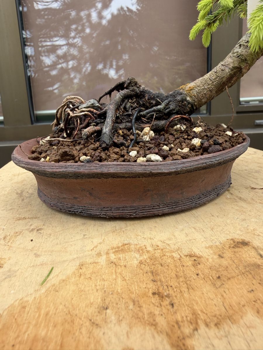 Piante & sementi: 07 Picea Abies / Fichte Bonsai – Nuovo (secondo la descrizione) da Suhr venduto da BonsaiGutzi 4