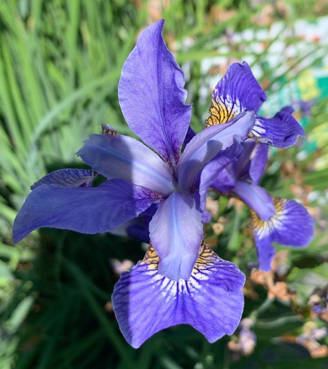 6 blaue Sibirische Iris Pflanzen wurzelnackte Rhizome Garten Kaufen