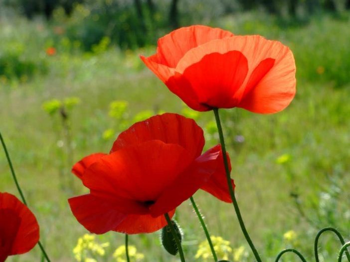 Pflanzen & Samen: 1000 Samen KLATSCHMOHN – Neu (gemäss Beschreibung) aus Ehrendingen von VerveinaSamen 5