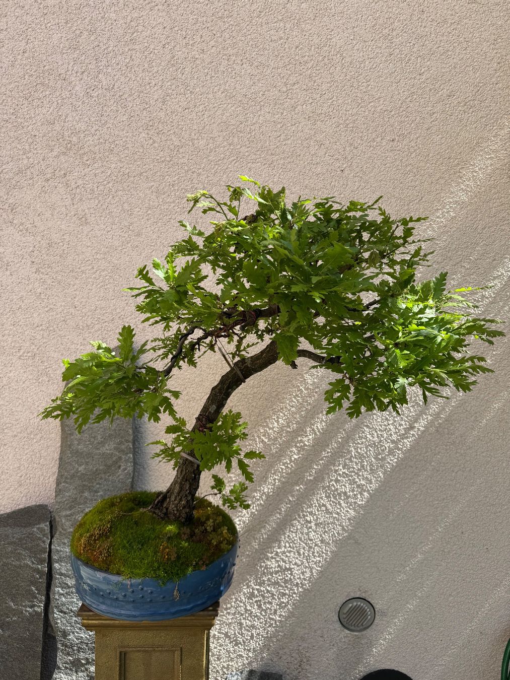 Piante & sementi: Ziereiche Bonsai – Usato da Rümlang venduto da Gruseh.ch 1
