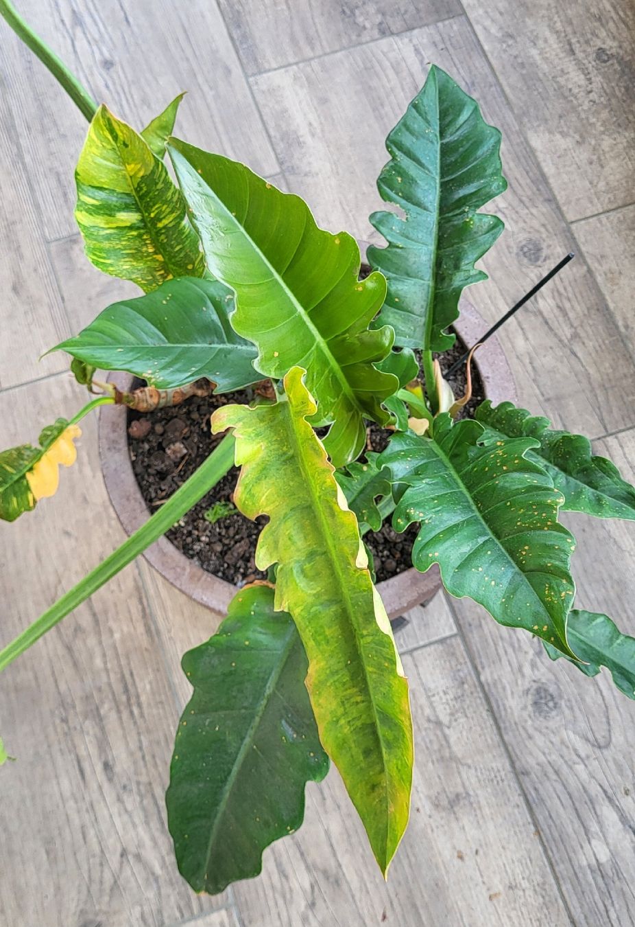 Piante & sementi: 2 im einem Philodendron ring of fire – Usato da islikon venduto da mir_8cbw 4