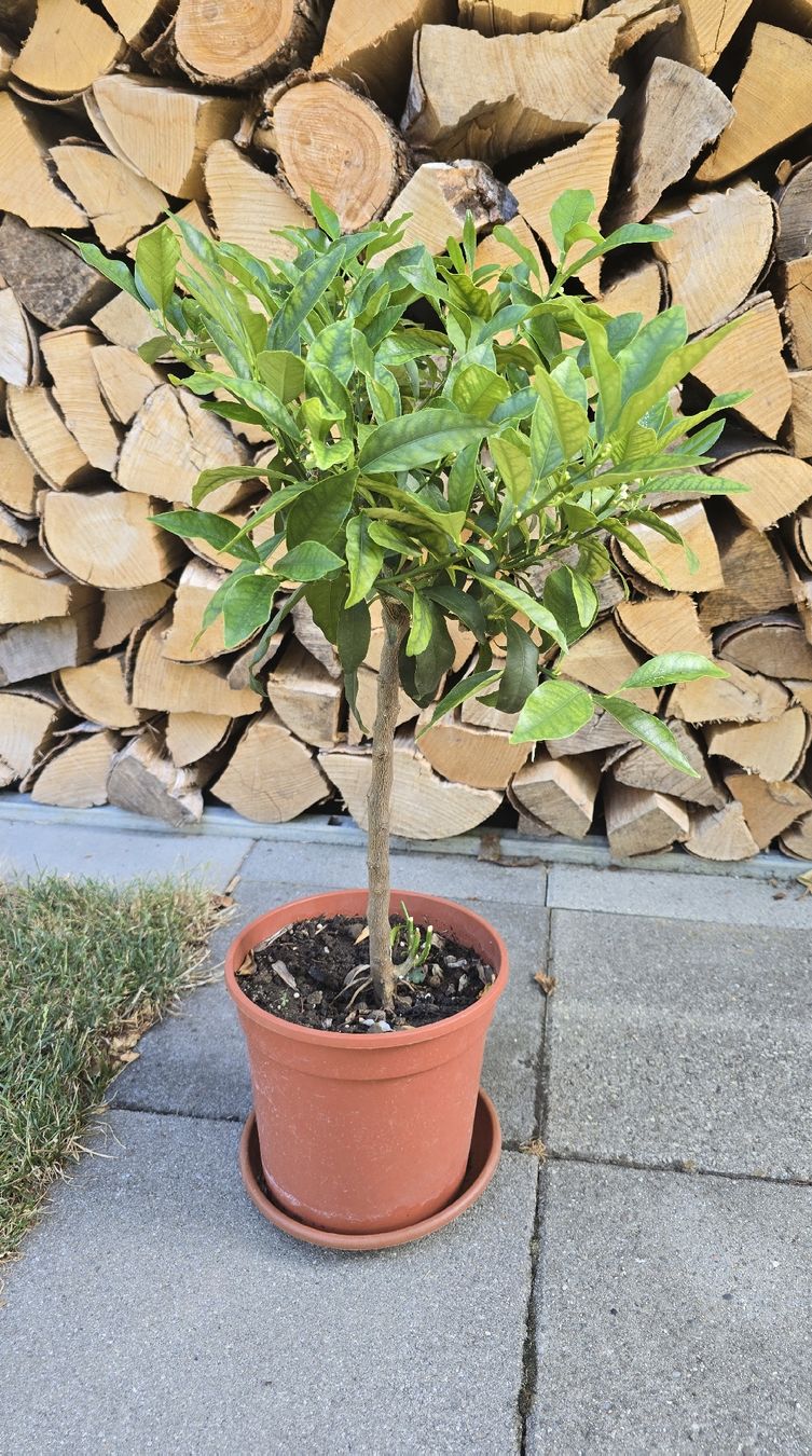 Pflanzen & Samen: Kumquat Stämmchen – Gebraucht aus Aarburg von popkorn65 6