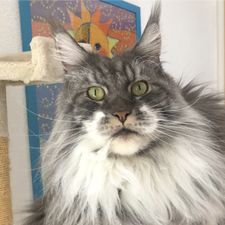 Profile image of chicopat