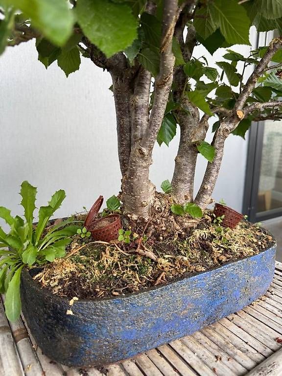 Plantes & graines: Haselnuss Bonsai – D'occasion à Ennetbaden par miboo 3