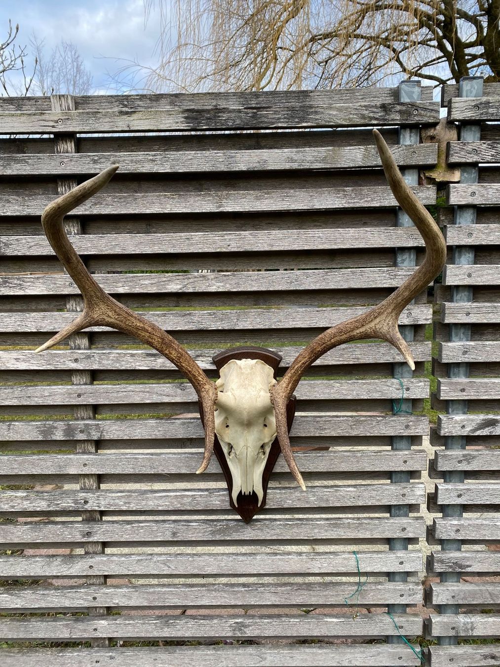 Altre raccolte & rarità: Hirschgeweih auf Holzschild, Trophäe, Dekoration, Jagd – Usato da Emmen venduto da Sutim2005 3