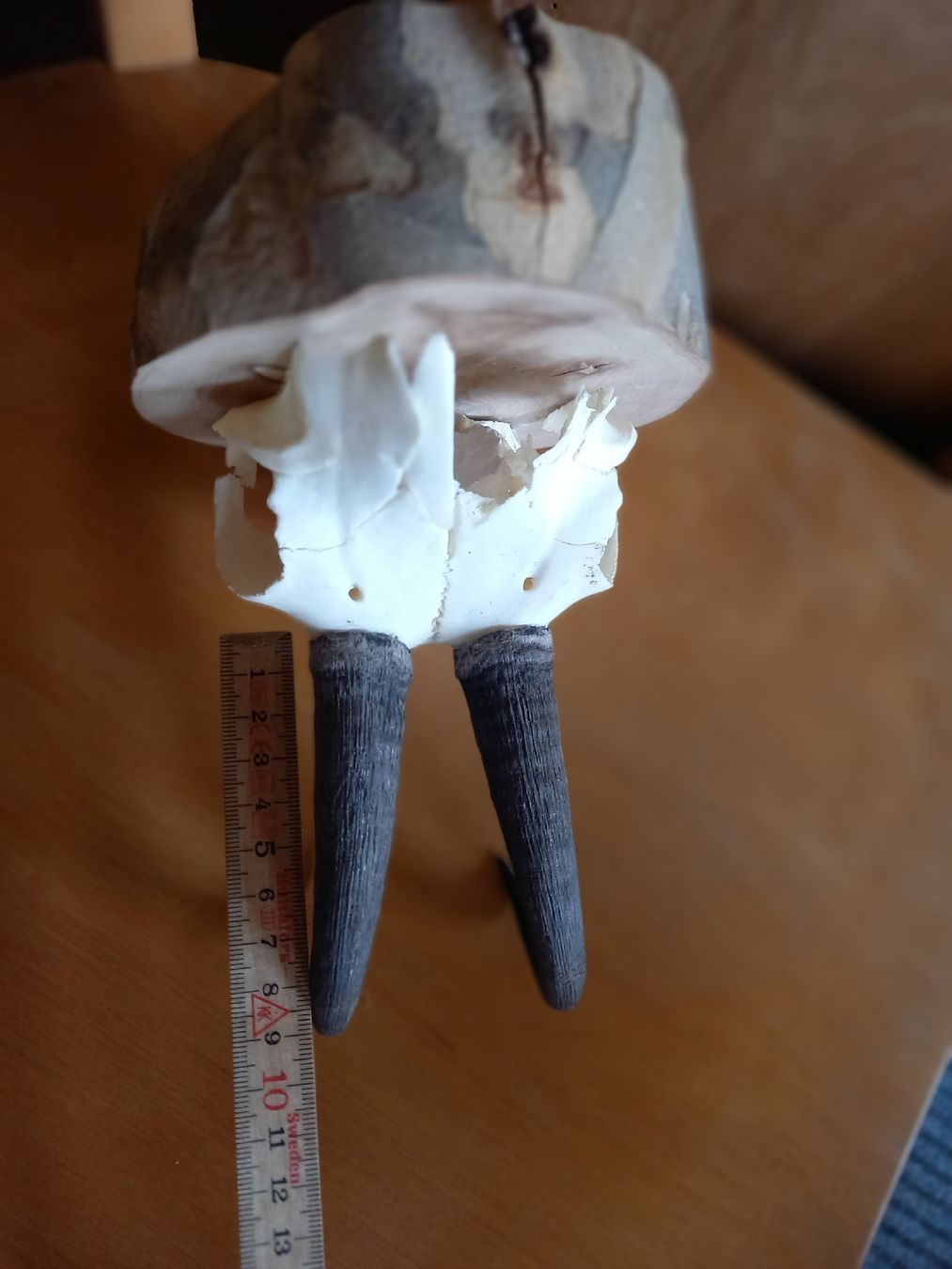Altre raccolte & rarità: Schöne Gams -  Trophäe auf  Holzsockel – Usato da Galgenen venduto da Allerlei8854 8