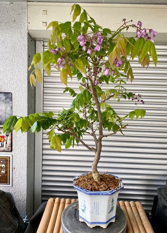 Kunst Bonsai Bonsai Wisteria Floribunda Alba | Echte Glyzinie Aus Japan |  Wei Blhend, Ca. 45-50 Cm Hoch In Keramiktopf Weie Blten Bonsai