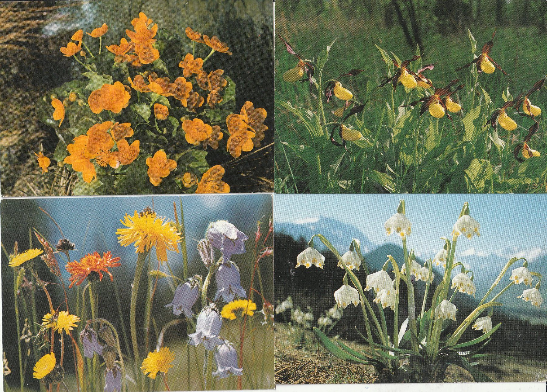 Cartoline postali: 40  Blummenkarten – Usato da Lumbrein venduto da made02 1