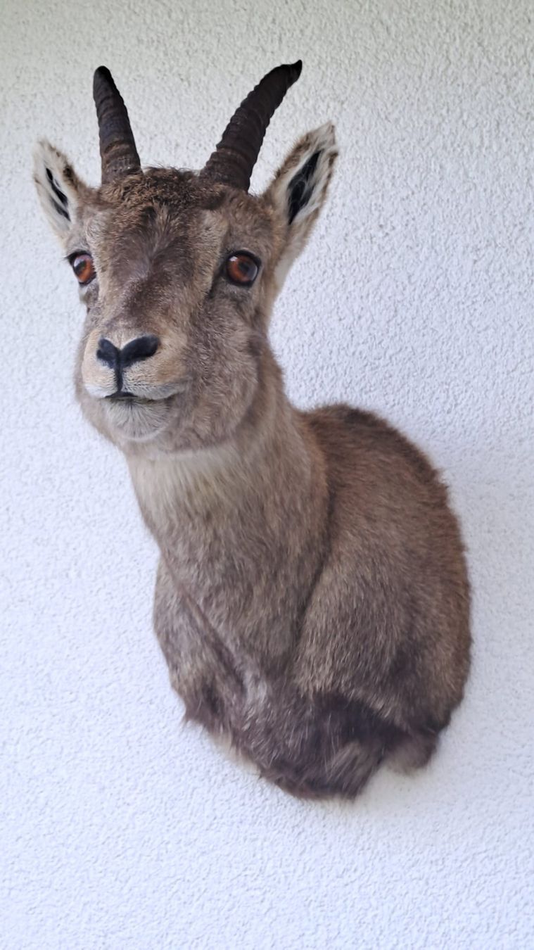 Il mondo degli animali: Steingeiss – Nuovo (secondo la descrizione) da Mollis venduto da Resel1985 1