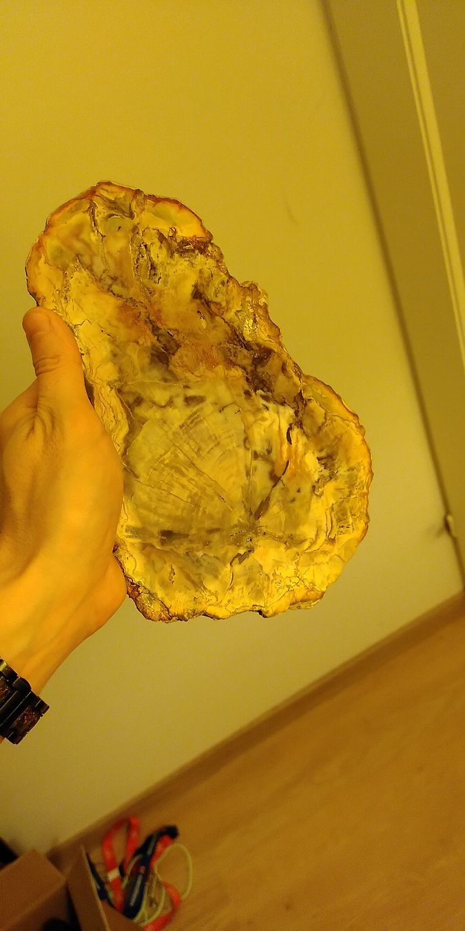 Minerali & Pietre curative: Wunderschöne Steinplatte von einem Versteinereten Baum – Usato da Zürich venduto da alessa88