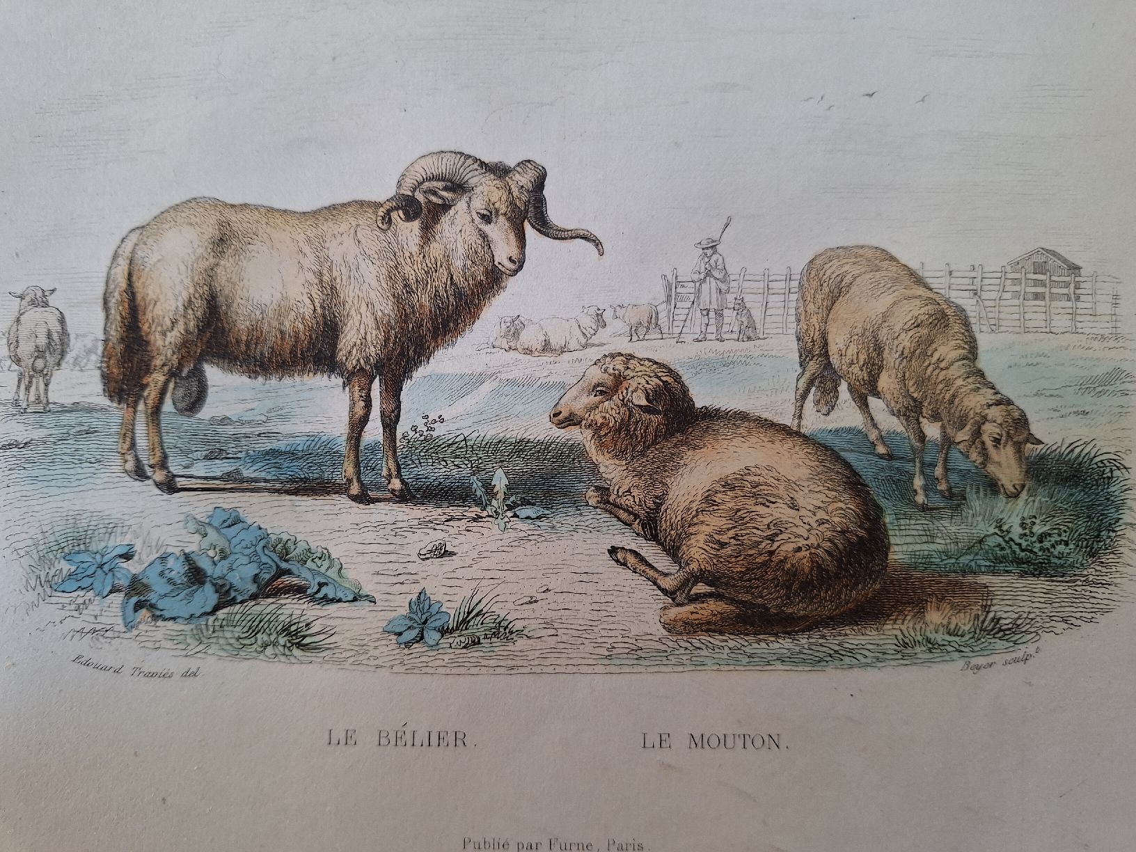 Incisioni: MOUTONS. 2 gravures – Usato da Bevaix venduto da bohrap 1