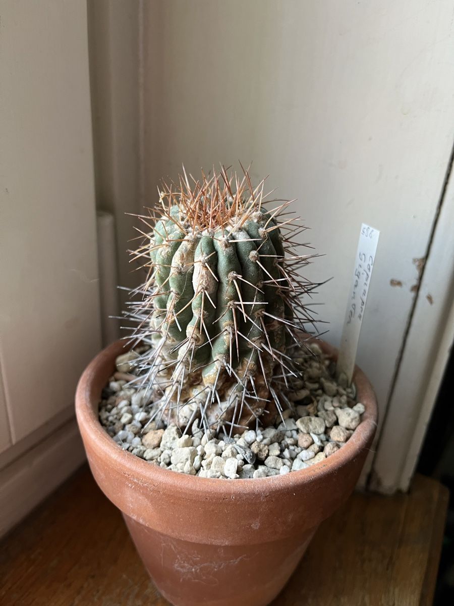 Piante & sementi: Copiapoa Gigantea – Usato da Zürich venduto da tilala17 3