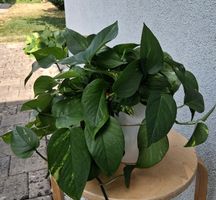 Zimmerpflanze Epipremnum aureum