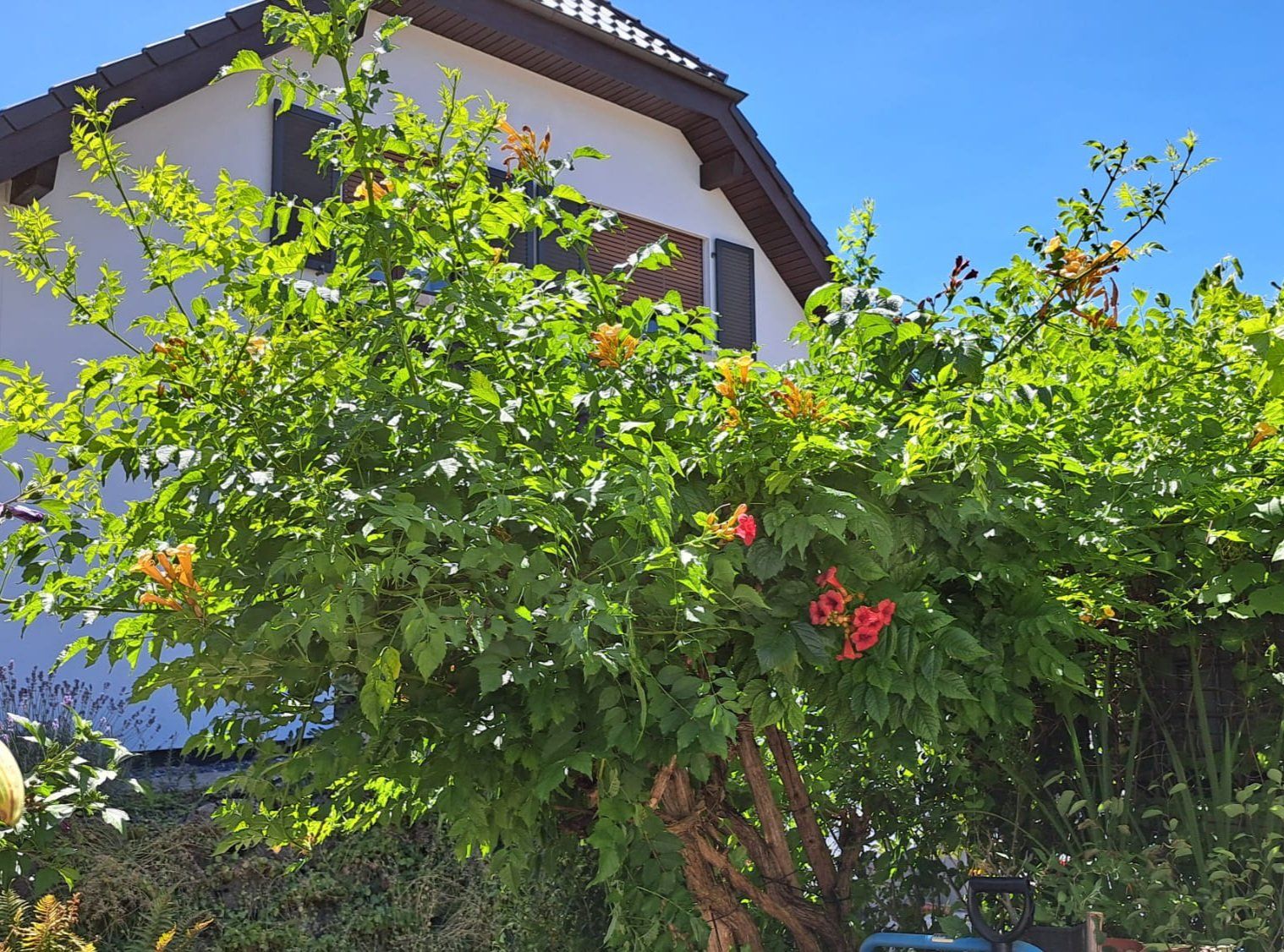 Piante & sementi: Trompetenblume – Campsis – Usato da Oberentfelden venduto da Myri13 1