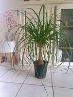 Elefantenfuss Beaucarnea Palme