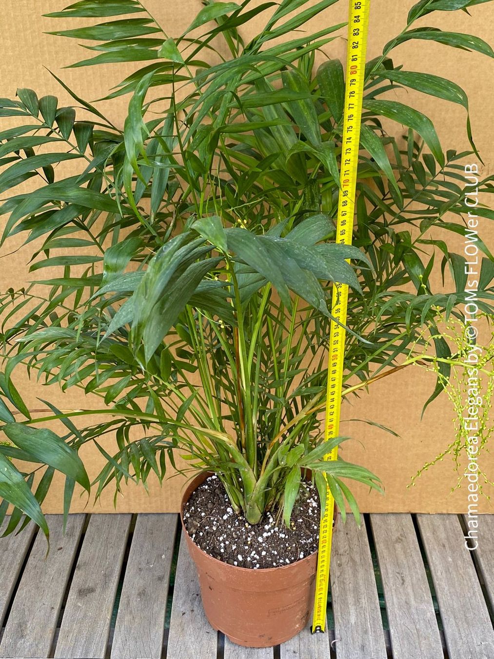 Piante & sementi: Chamaedorea Elegans - Bergpalme - bedingt winterhart – Nuovo e nell'imballaggio originale da Adliswil venduto da astom369 6