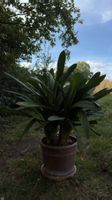 Clivia Miniata