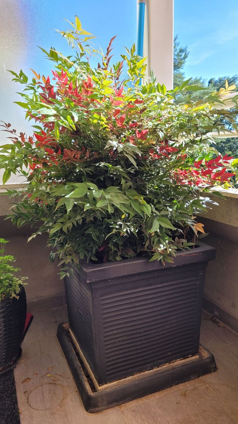 Pflanzen & Samen: Garten/Balkon Pflanze inkl. TOPF – Gebraucht aus Grenchen von