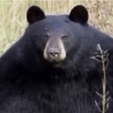 Profile image of niclas_03