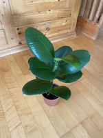 Gummibaum Ficus elastica Sophie guter Zustand