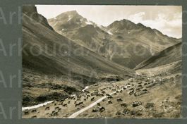 AK sw Davos GR Sertig, Kühalp gg Aelpli Leidbachhorn ≈ 1950