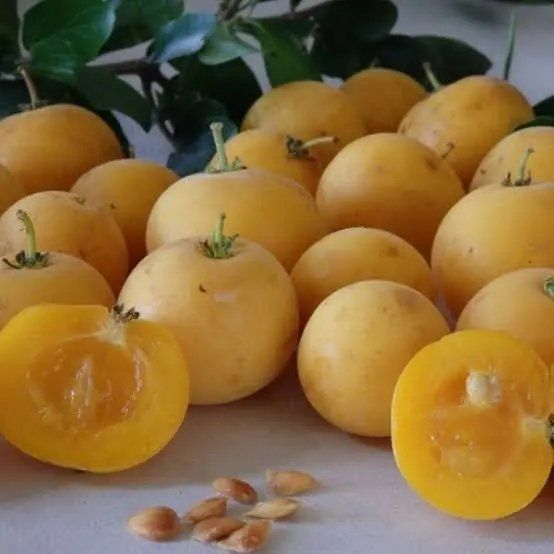 Pflanzen & Samen: Kei-Apfel - Dovyalis caffra - 3 Pflanzen – Neu und originalverpackt aus Sumiswald von Cham14558 3