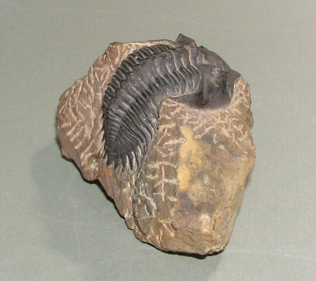 Fossiles: FOSSIL TRILOBIT MAROKKO – D'occasion à Grenchen par Antique-hunter 4