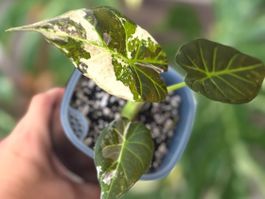 Alocasia Regal Shield Albo