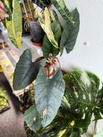 Alocasia Reginae (mother plant)