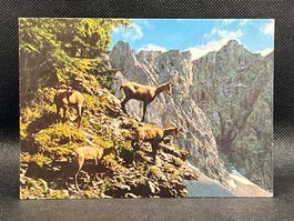 Chamois dans les Alpes