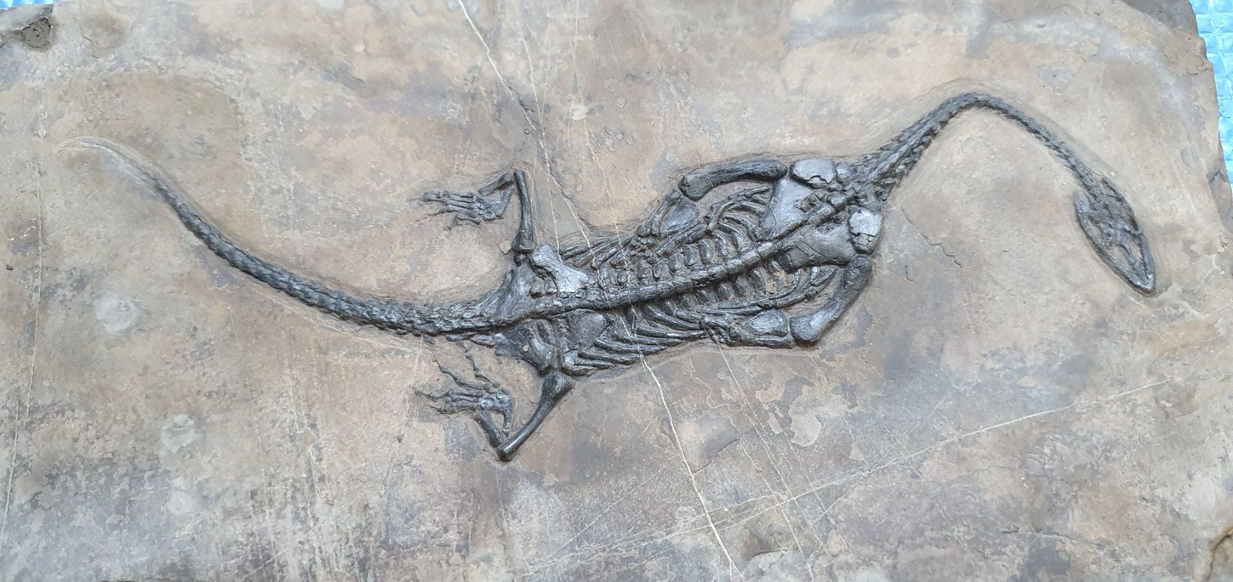 Fossili: KEICHOUSAURUS HUI SCHWIMMSAURIER CHINA – Usato da Lenzburg venduto da Reto013 3