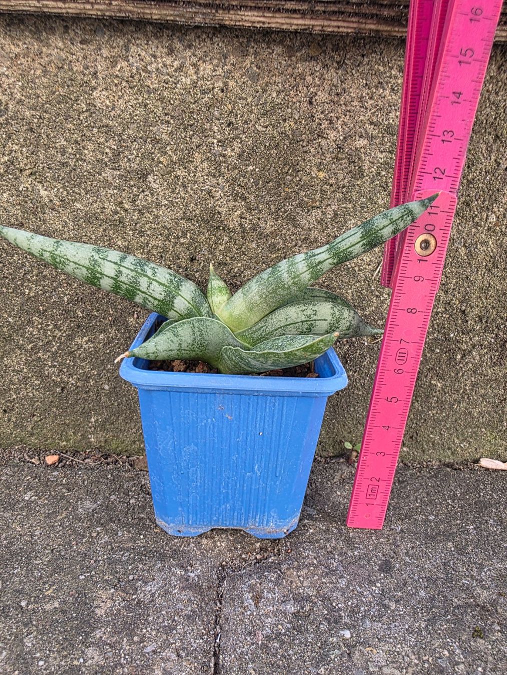 Piante & sementi: Sanseveria cylindrica / Bogenhanf – Nuovo (secondo la descrizione) da Thalheim venduto da silvara01